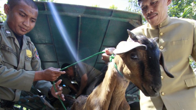 Satpol PP menangkap kambing lepas (Foto: Adiwinata Solihin/Antara)
