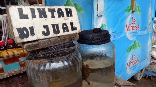 Lintah di Pasar Jatinegara. (Foto: Ochi Amanaturrosyidah/kumparan)