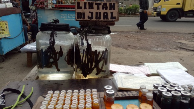 Lintah hidup di dalam toples. (Foto: Ochi Amanaturrosyidah/kumparan)