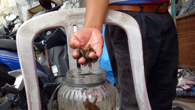 Penjual memperlihatkan lintah. (Foto: Ochi Amanaturrosyidah/kumparan)
