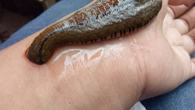 Lintah mulai beraksi. (Foto: Ochi Amanaturrosyidah/kumparan)