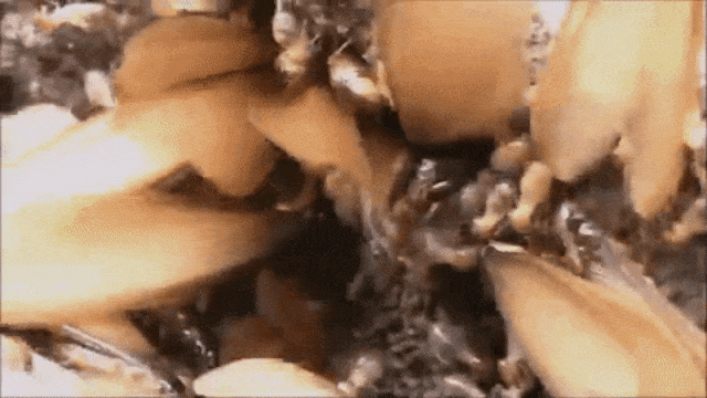 Koloni laron. (Foto: AYAHE MELA/Youtube)