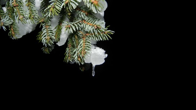 Snow (Foto: Pixabay)
