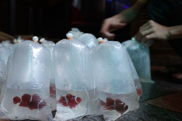 Ikan nemo yang sudah terjual. (Foto: Fanny Kusumawardhani/kumparan)