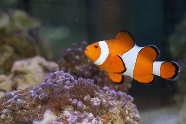 Ikan hias nemo yang sangat indah. (Foto: Fanny Kusumawardhani/kumparan)