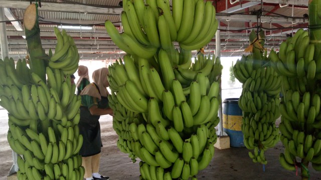 Pisang-pisang di PT Nusantara Tropical Farm (Foto: Nadia Riso/kumparan)