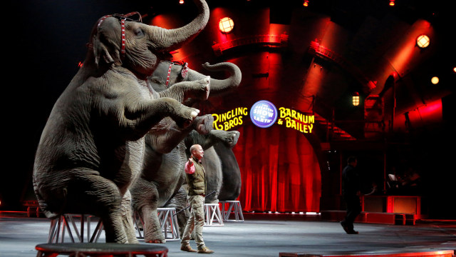 Sirkus Ringling Bros (Foto: Reuters/Andrew Kelly)