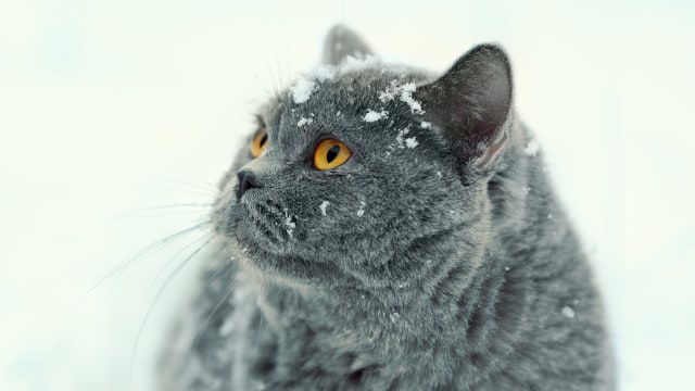 Ilustrasi kucing terlantar. (Foto: Thinkstock)