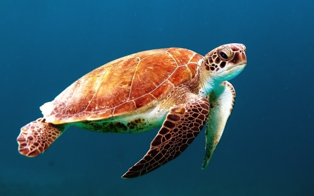 Penyu (Foto: Pixabay)