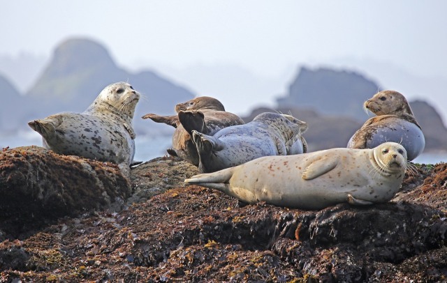 Seals (Foto: Pixabay)