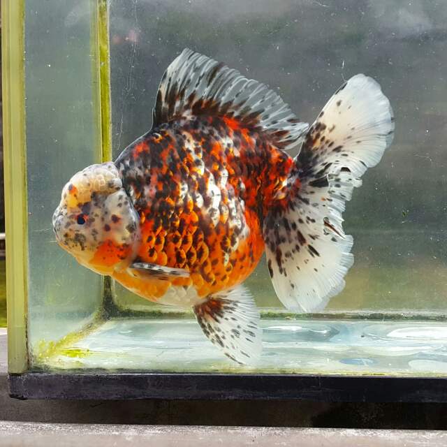 Ikan mas koki salah satu ikan hias. (Foto: Wiji Nurhayat/kumparan)