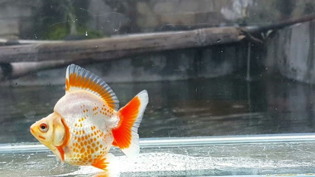 Ikan mas koki dalam akuarium. (Foto: Wiji Nurhayat/kumparan)