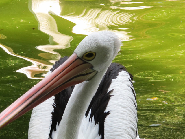 Close up (Foto: Jakarta Walking Tour)