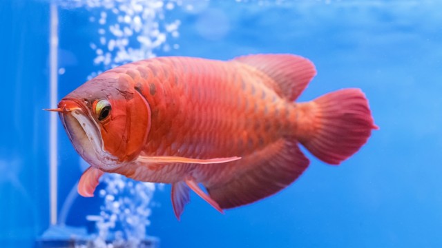 Ilustrasi ikan arwana merah (Foto: Thinkstock)