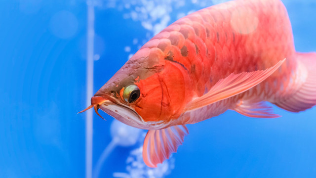 Ikan Arwana Merah Asia. (Foto: Thinkstock/Praisaeng)