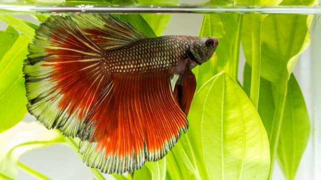Ikan Cupang dalam akuarium. (Foto: Thinkstock/picstyle99)