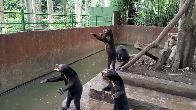 Beruang madu meminta makanan (Foto: kumparan/istimewa)