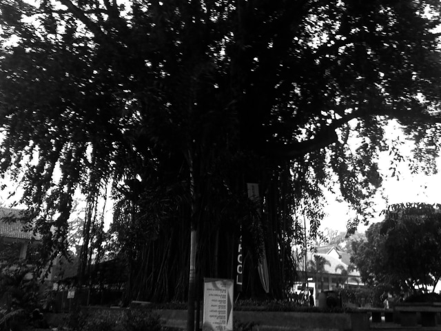 Pesta Besar di Pohon Beringin (1)