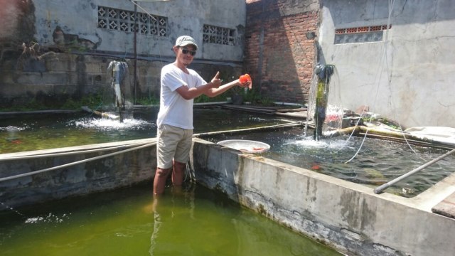 Kolam ikan mas koki Reza Stefanus. (Foto: Wiji Nurhayat/kumparan)