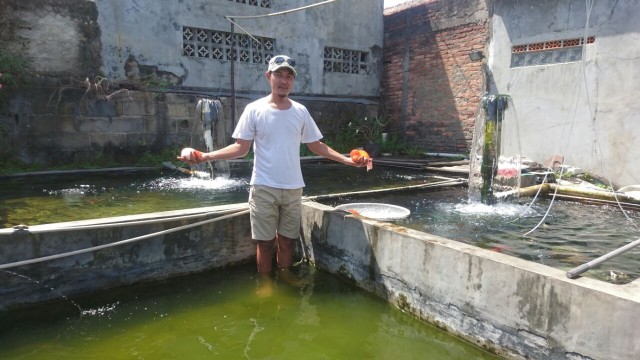 Pengusaha Ikan Mas Koki Reza Stefanus (Foto: Wiji Nurhayat/kumparan)