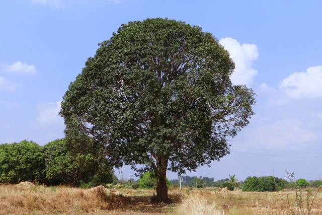 Pohon Mangga (Foto: Pixabay)