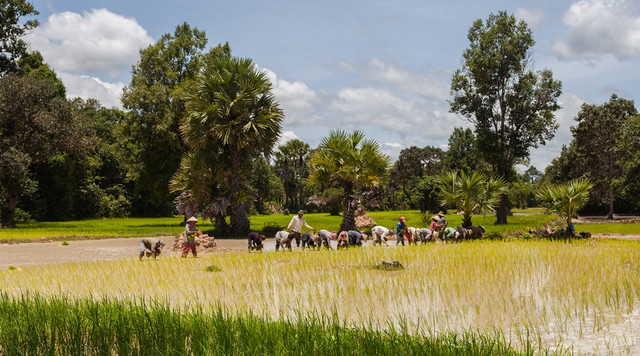 Petani padi di sawah. (Foto: Wikimedia/Delso)