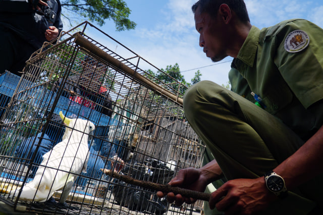 Kakatua Jambul Kuning dievakuasi (Foto: Agus Bebeng/Antara Foto)