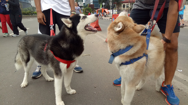 Siberian Husky (Foto: Aria Pradana/kumparan)