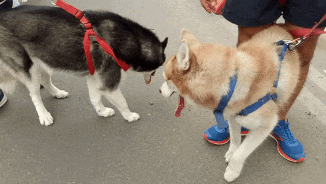 Siberian Husky. (Foto: Aria Pradana/kumparan)