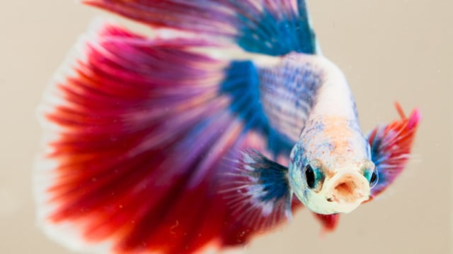 Ilustrasi ikan cupang (Foto: Thinkstock)