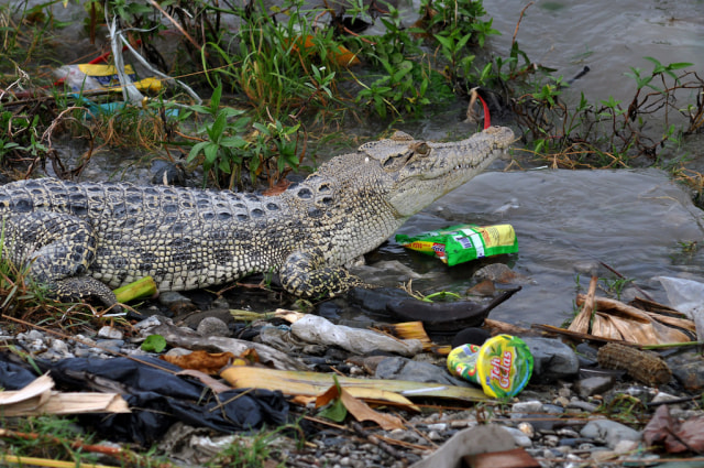 Buaya di tengah sampah di Palu, Sulawesi Tengah (Foto: Mohamad Hamzah/Antara Foto)