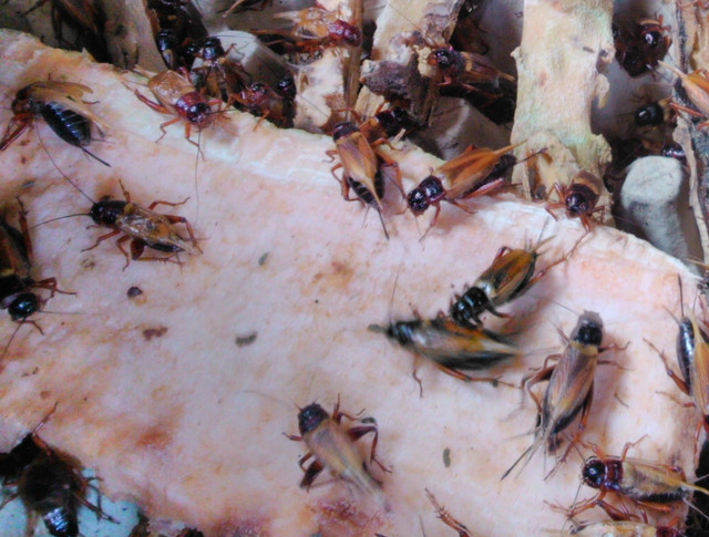 Kumpulan jangkrik. (Foto: Wikimedia Commons)