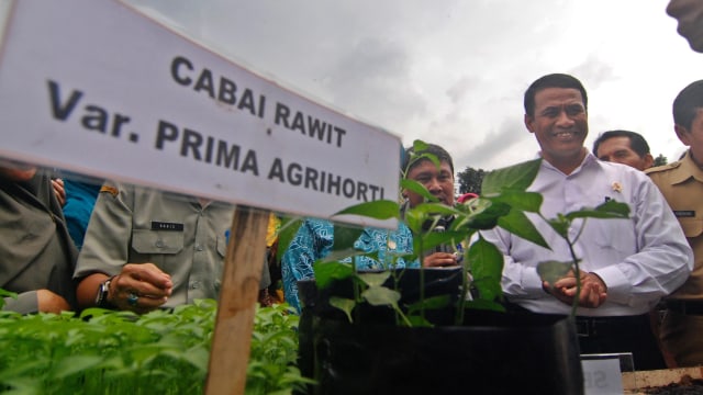 Mentan Amran canangkan gerakan tanam cabai (Foto: Aditya Pradana Putra/Antara)