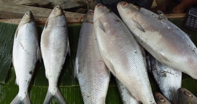 Pasar Ikan bandeng. (Foto: Novan Nurul Alam/kumparan)