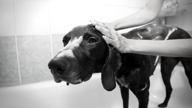 Dog take a bath (Foto: Pixabay)