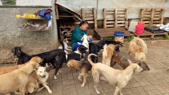 Petugas membersihkan kutu-kutu di tubuh anjing. (Foto: Anggi Dwiky/kumparan)