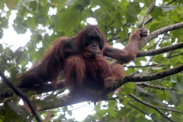 Orangutan sedang bergelantungan di atas pohon. (Foto: Antara/Septianda Perdana)