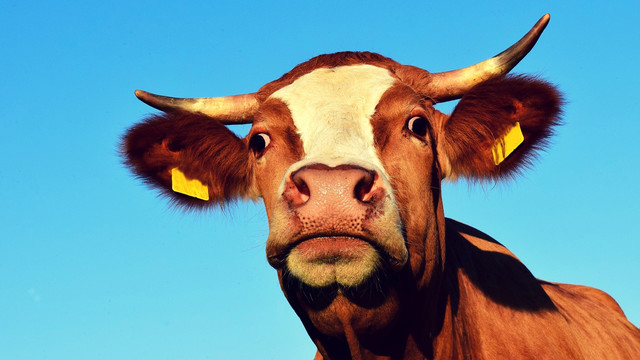 Sapi Ternak (Foto: Pixabay)