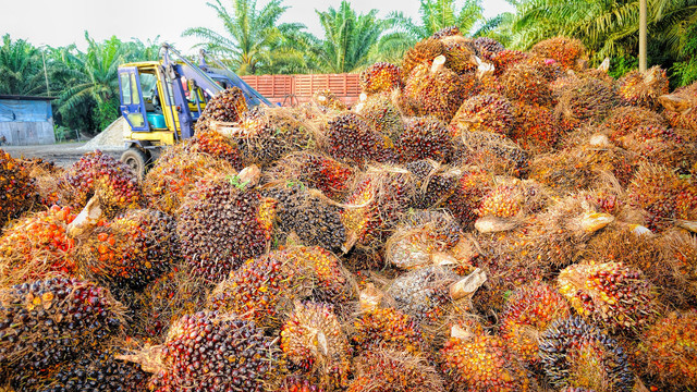 Ilustrasi Kelapa Sawit (Foto: Pixabay)