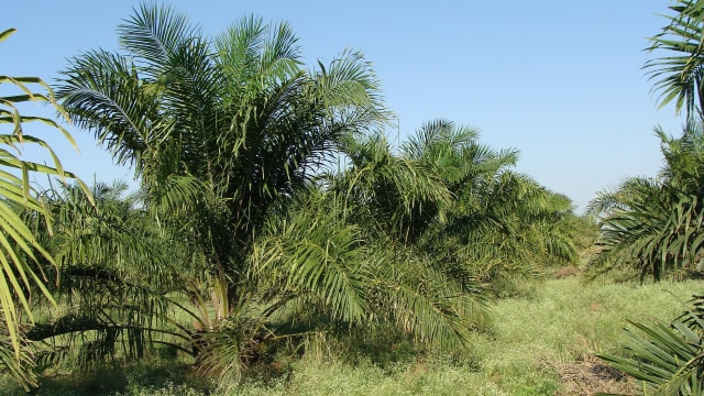 Lahan kelapa sawit (Foto: Pixabay)