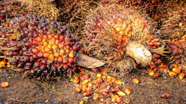 Kelapa Sawit (Foto: Pixabay)