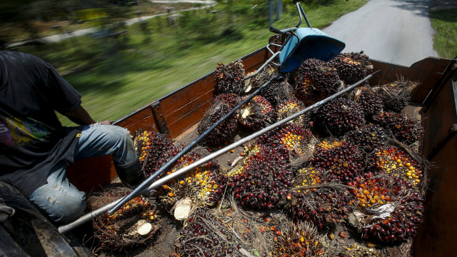 Kelapa Sawit yang sedang diangkut dengan truk. Foto: Samsul Said/Reuters