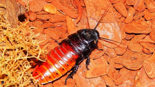 Kecoa Madagaskar (Foto: Pixabay/Natiibio)