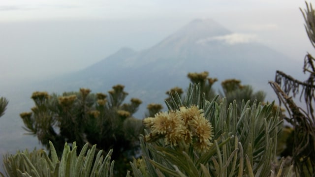Pemandangan Gunung Sindoro dari Gunung Sumbing. (Foto: Muhammad Naufal/kumparan)