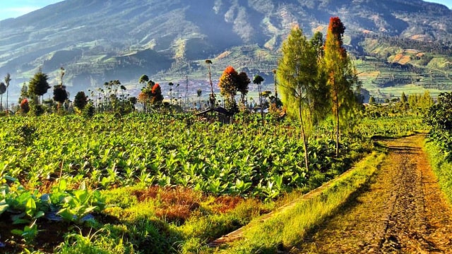 Ladang pertanian di lereng Sindoro. (Foto: Muhammad Naufal/kumparan)