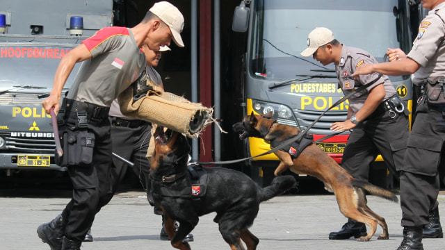 Anjing pelacak K-9 milik polisi (Foto: Didik Suhartono/Antara)