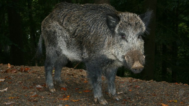 Ilustrasi babi hutan Foto: Pixabay