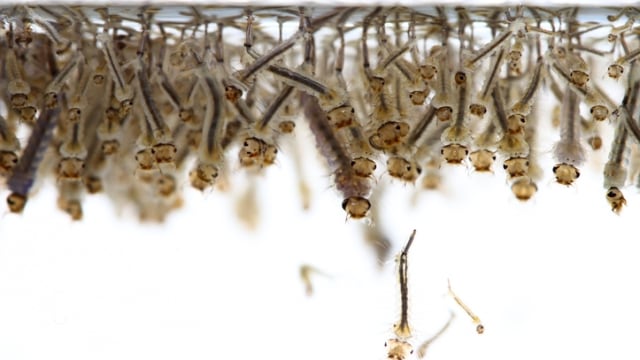 Larva Nyamuk (ilustrasi). (Foto: Thinkstock/napatpolchoke)