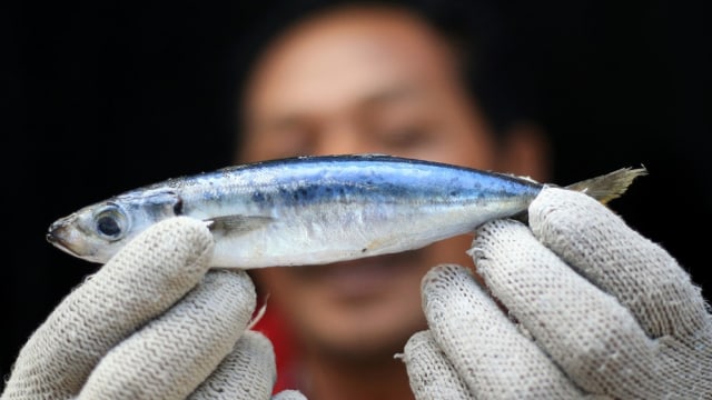Nelayan menunjukan ikan hasil tangkapannya. (Foto: Aditia Noviansyah/kumparan)