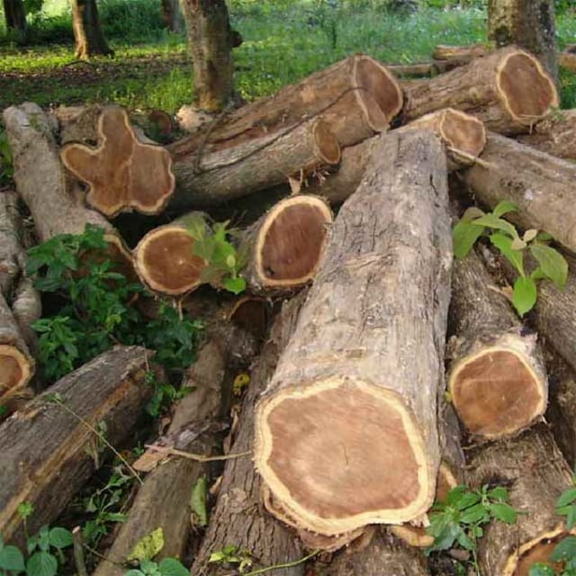 Kayu Jati